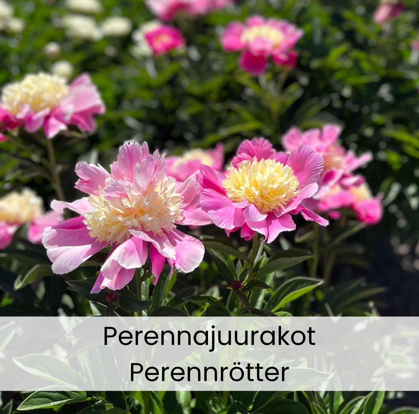 Perennanjuurakot